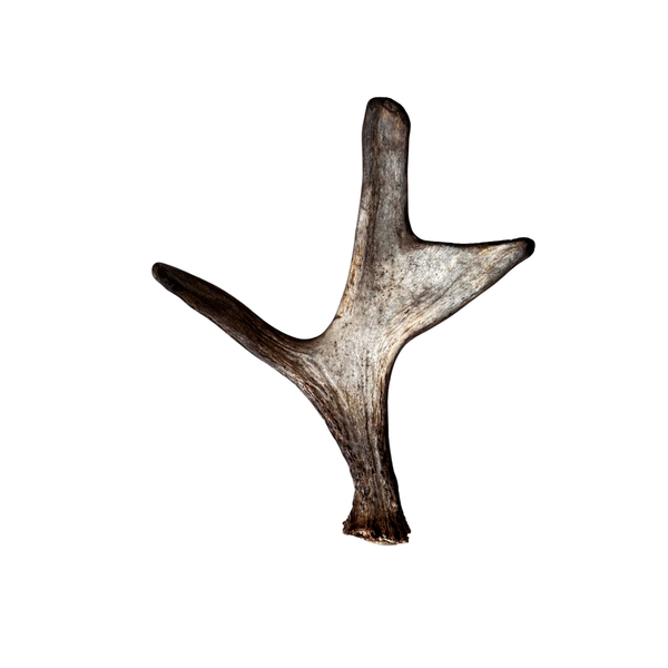 Medium Whole Moose Antler