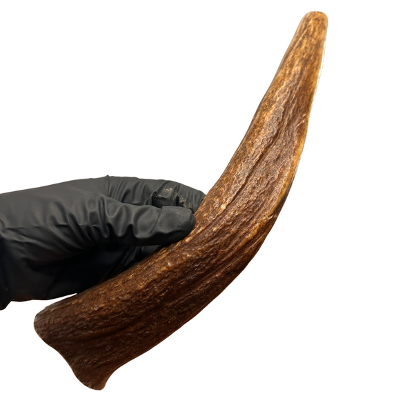 12.75" Moose Tine (Strong Chewers)