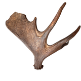 Large Whole Moose Antler