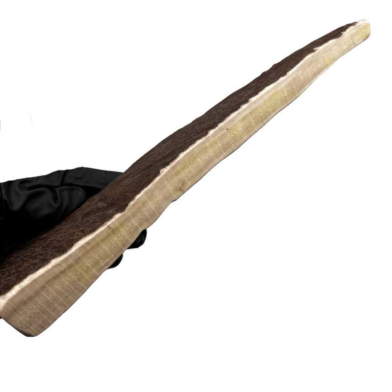 9" Moose Paddle (Exposed Marrow 4 Sides/Medium-high Density)