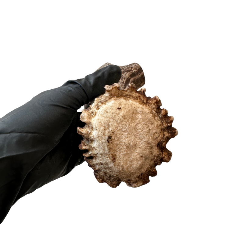 Large Moose Base (Strong Chewers)