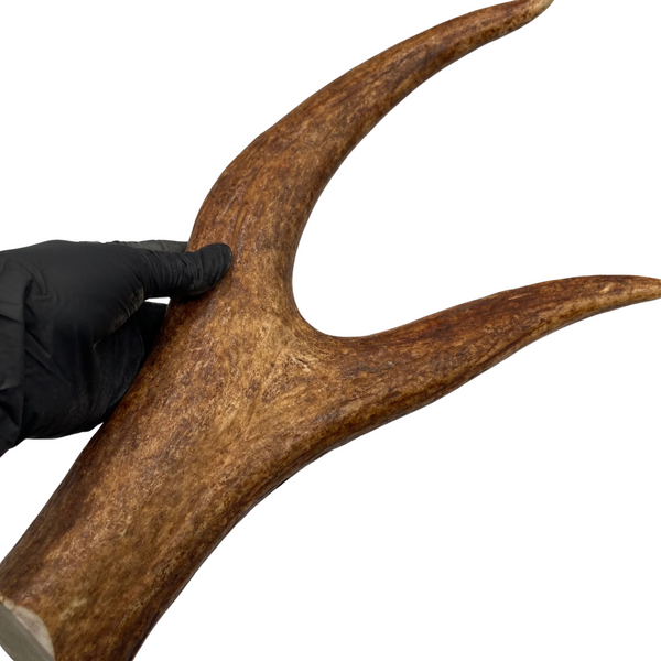 16.5" XXL Thick Moose Fork (Strong Chewers)