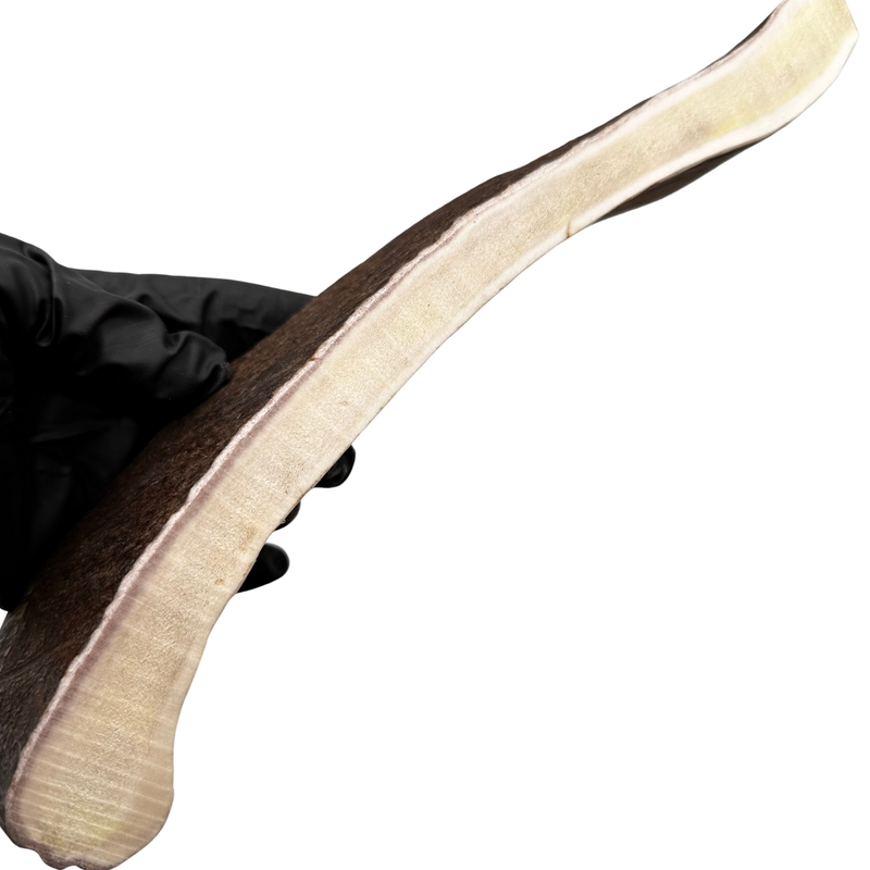 10.75" Moose Paddle (Medium-high Density)