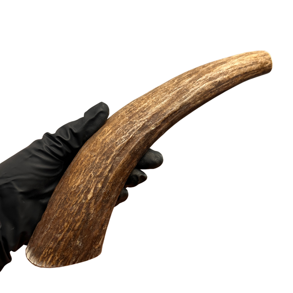 9.75" Moose Tine (Strong Chewers)