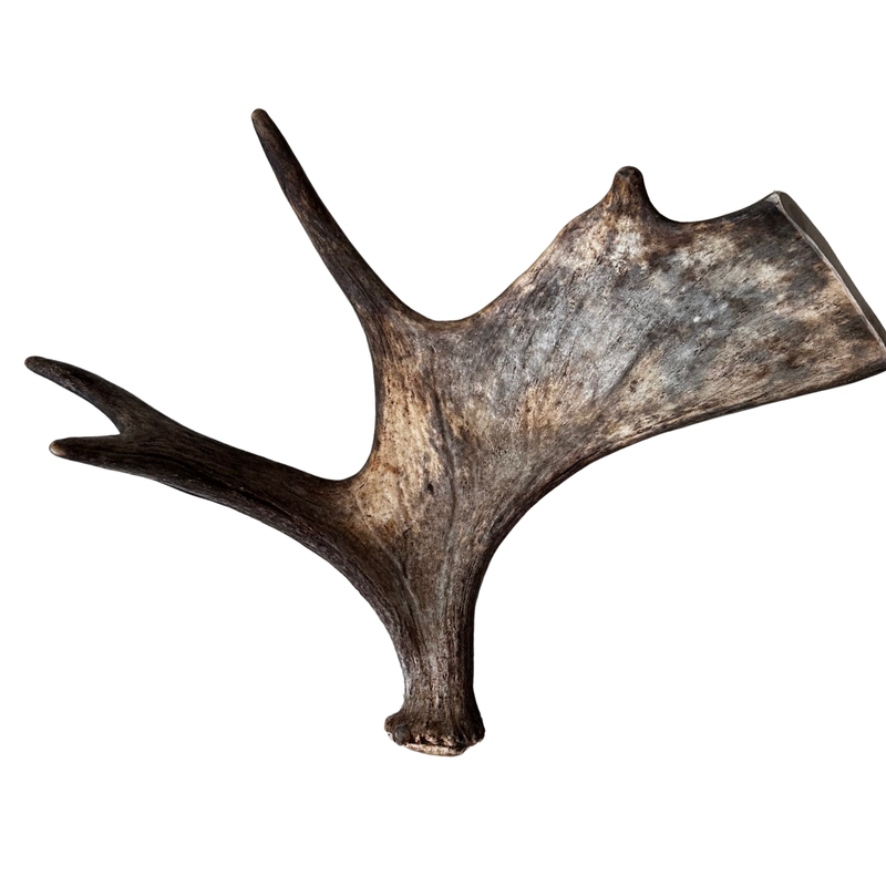 Large Whole Moose Antler