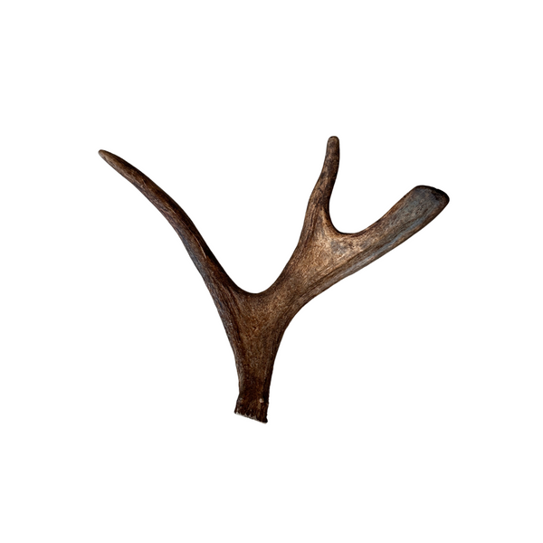 Small Whole Moose Antler (no burr)