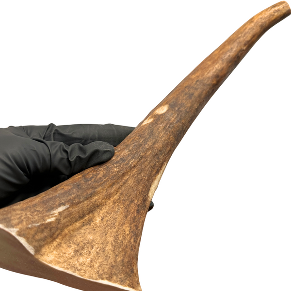 12" Moose Tine (Stronger Chewers)