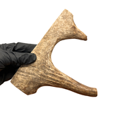 Moose Paddle (Medium density)