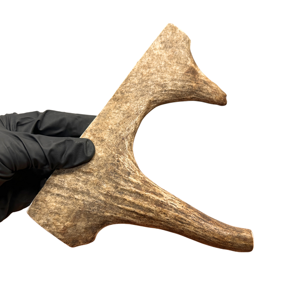 Moose Paddle (Medium density)