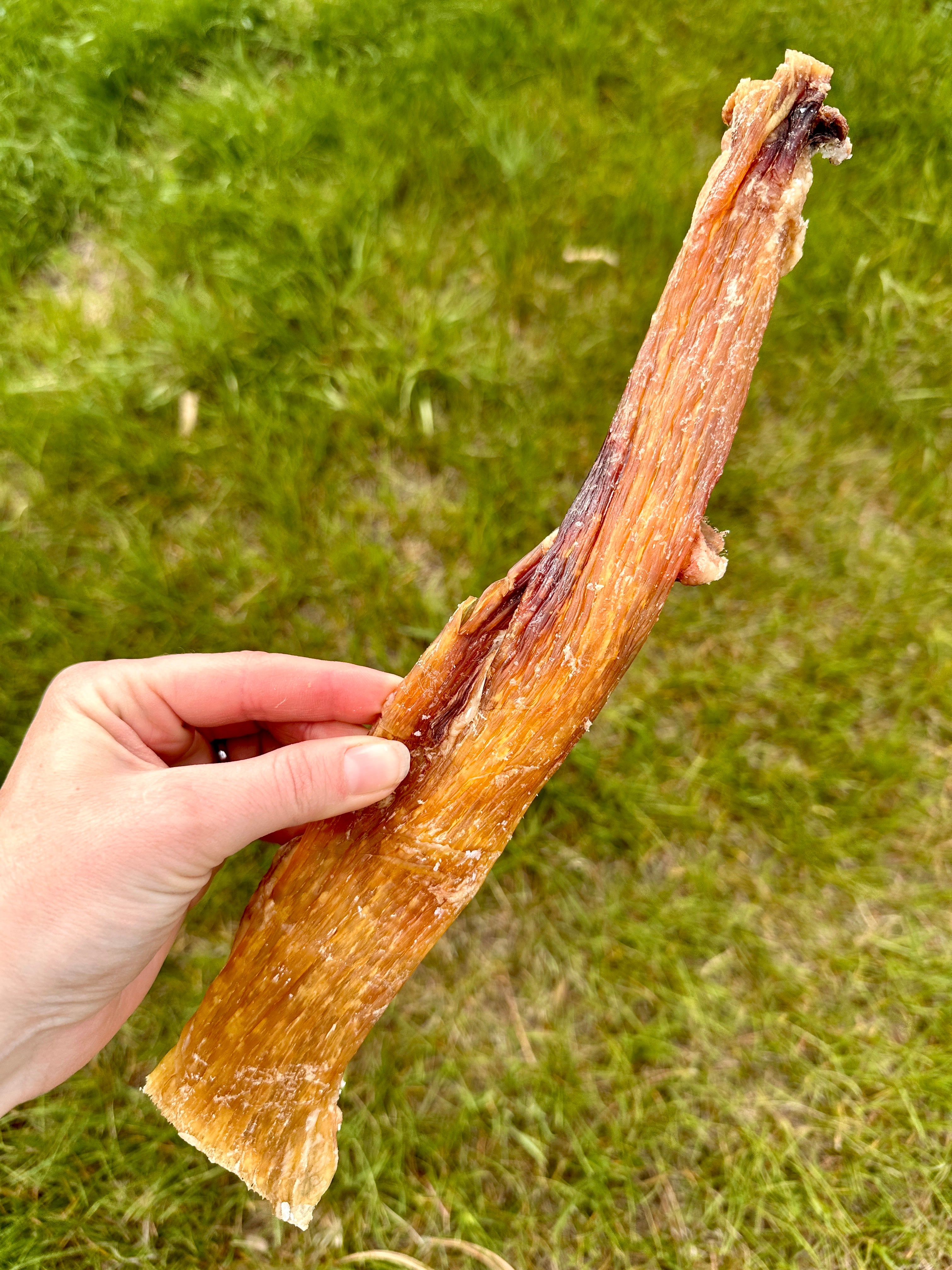 A hand holding a dehydrated bison backstrap tendon on grassy background.