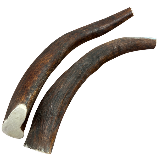 13" XL Moose Tines (Strong Chewers/2 Pack)