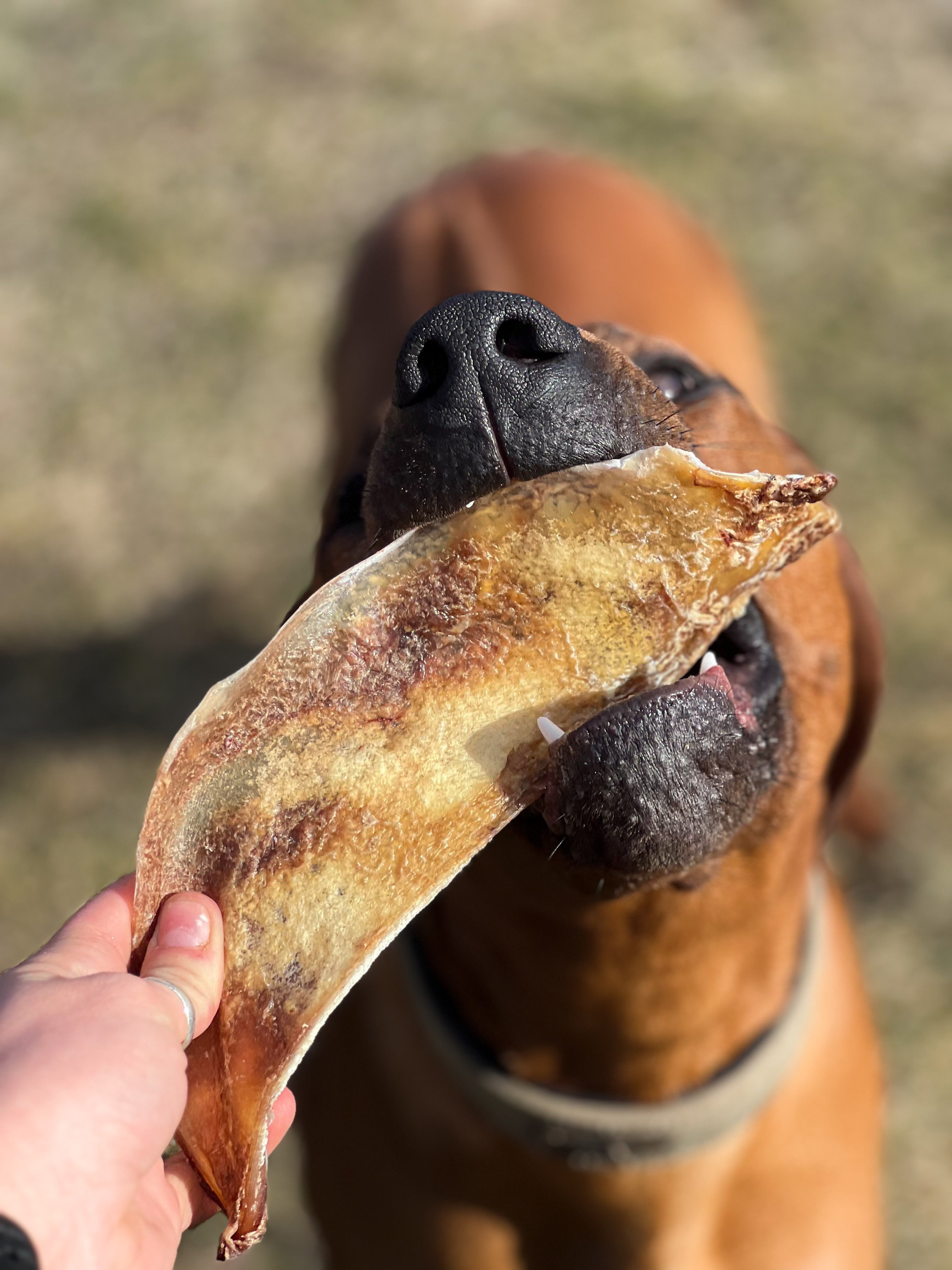Dog about to take a bite out of a bison scapula chew held by a person outdoors.