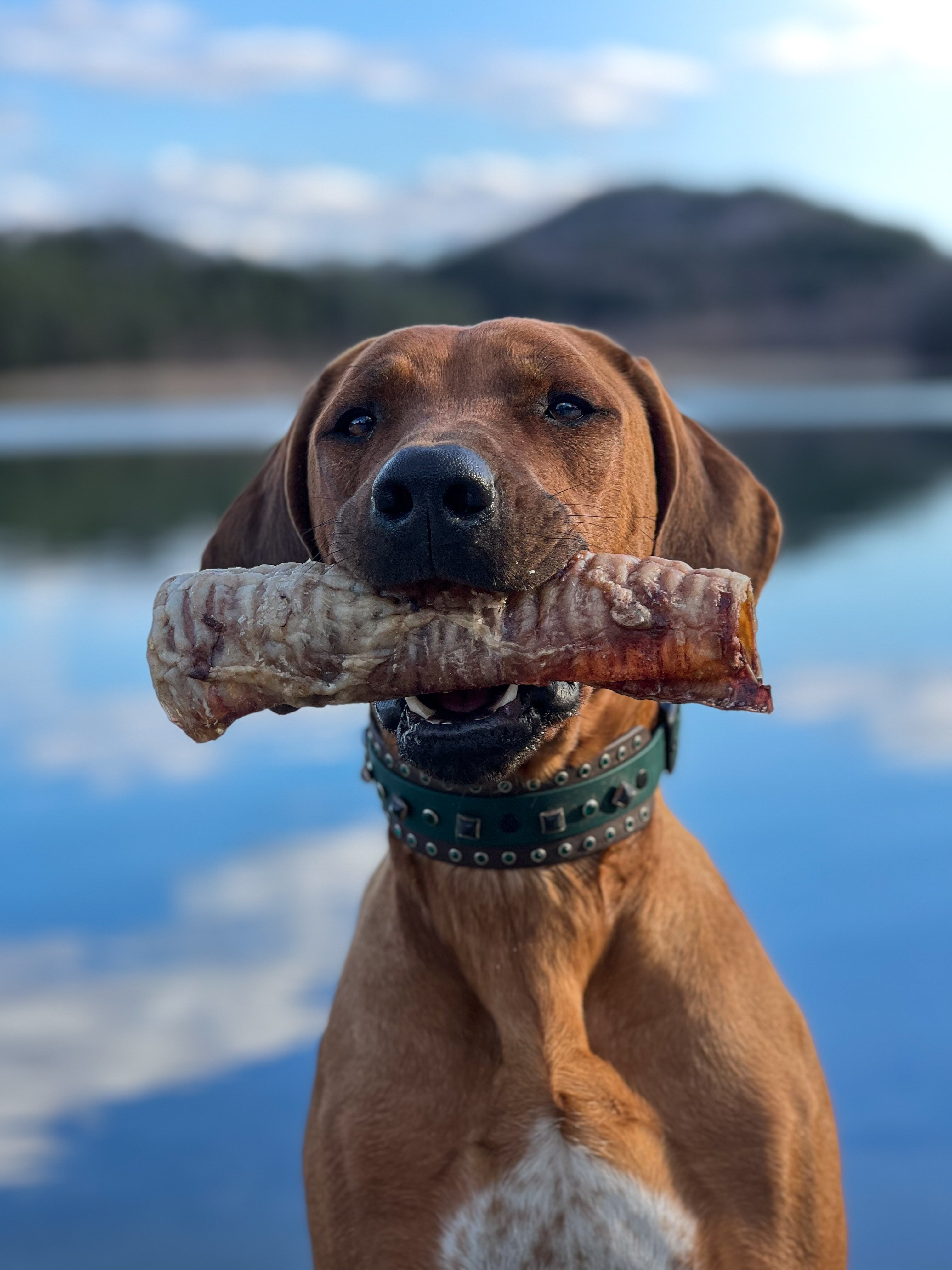 A dog holding a dehydrated bison trachea in its mouth, with a body of water and hills in the background.
