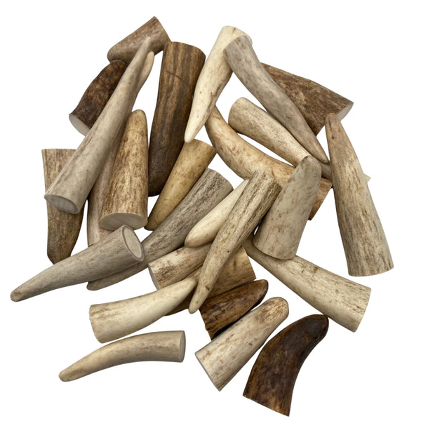 Antler Craft Tips (1"-3") Great for necklaces and earrings | +20 points
