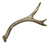 Beginner Antler