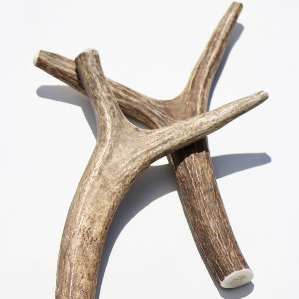 Large Elk Y