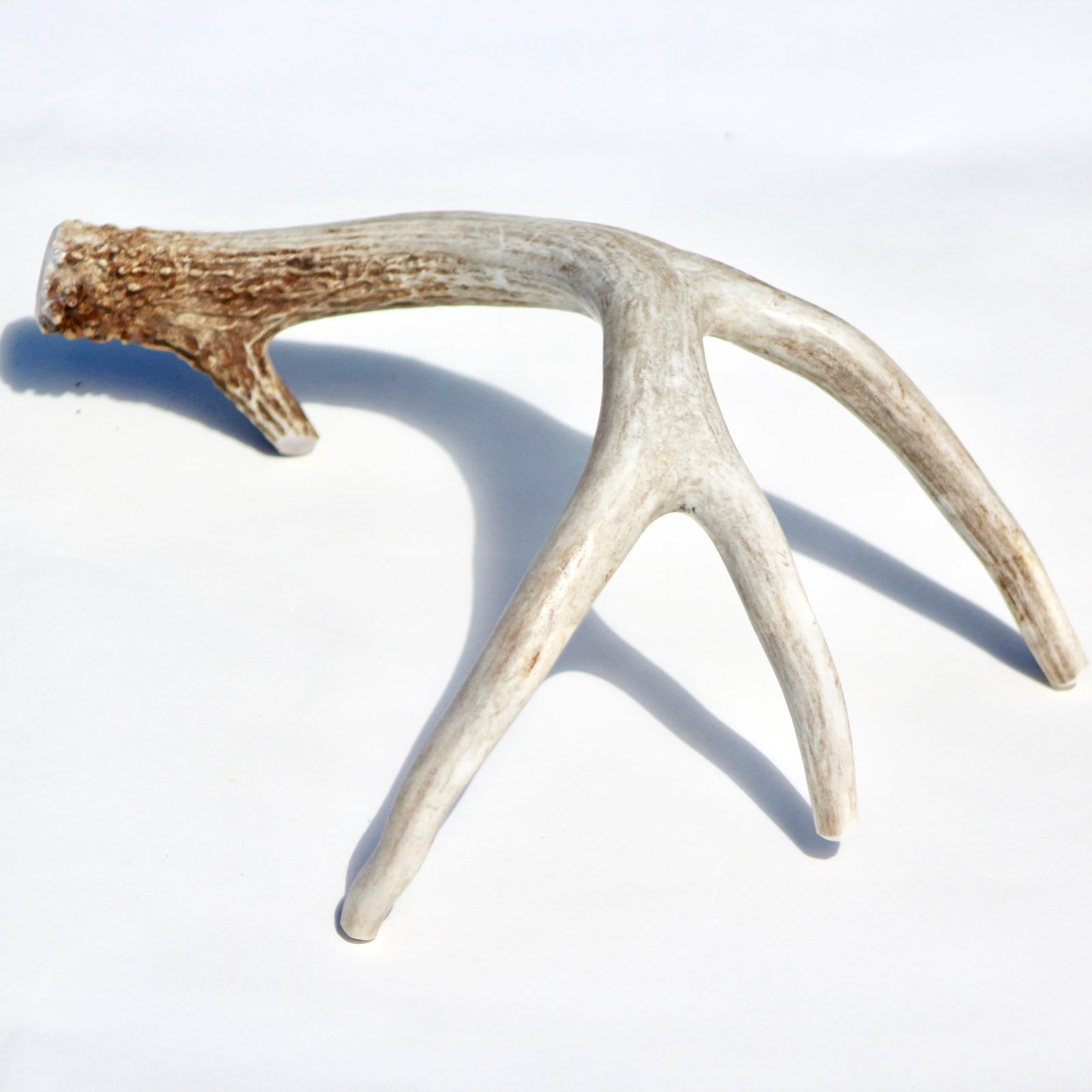 Whole Deer Antler Chewy Pawz Deer Antler Dog Chew